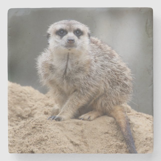 Posavasos De Piedra Meerkat 021 (Anverso)