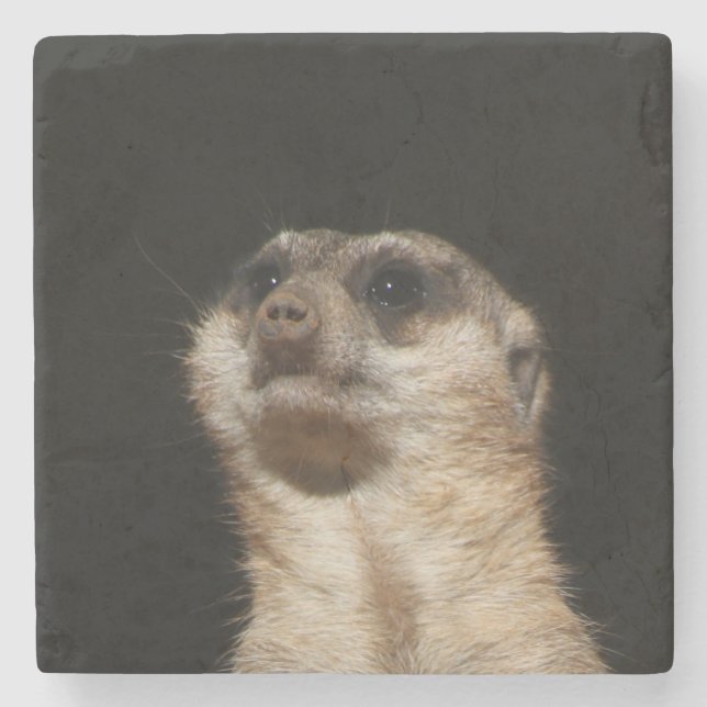 Posavasos De Piedra Meerkat 032 (Anverso)