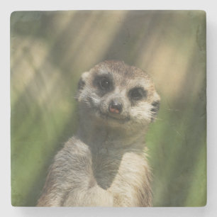 Posavasos De Piedra Meerkat 034