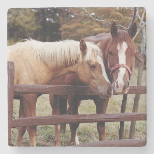 Posavasos De Piedra Mejores amigos