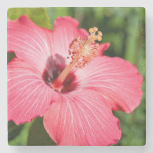 Posavasos De Piedra Míchigan, Dearborn. Detalle de Hibisco Rosa
