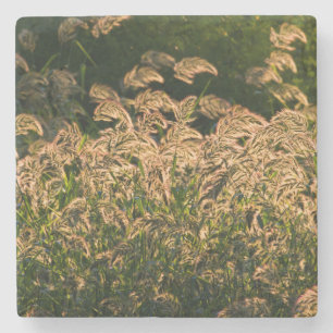 Posavasos De Piedra Millet Silvestre (Panicum Sp.) Crecer En Humedales