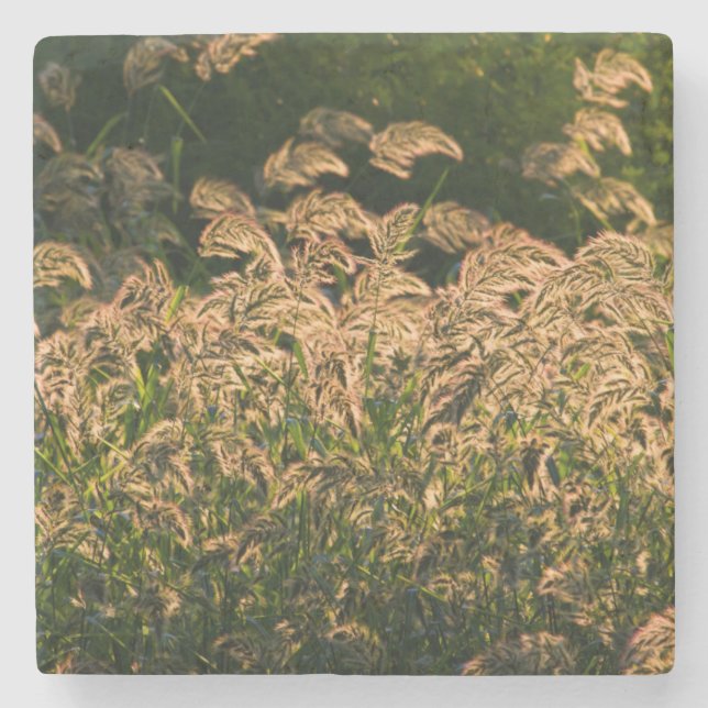 Posavasos De Piedra Millet Silvestre (Panicum Sp.) Crecer En Humedales (Anverso)