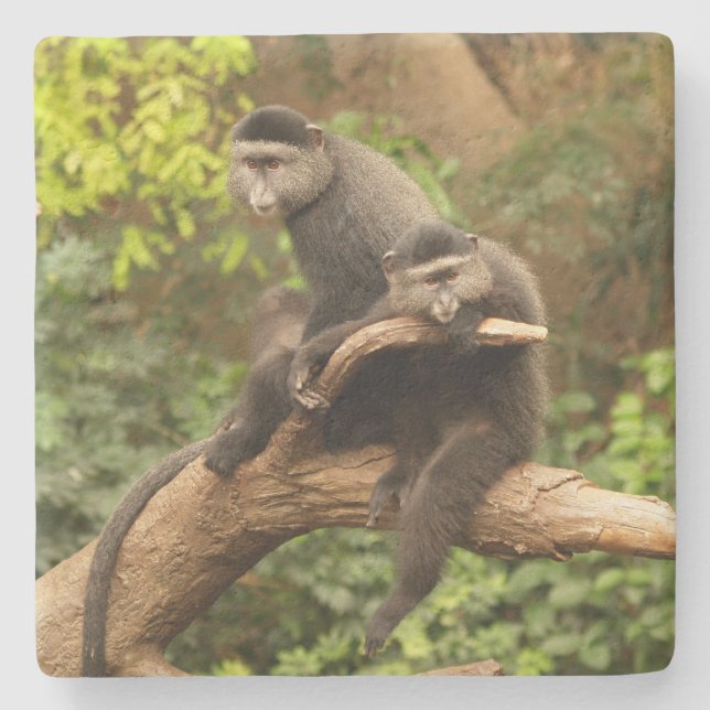 Posavasos De Piedra Monkey Square (Anverso)