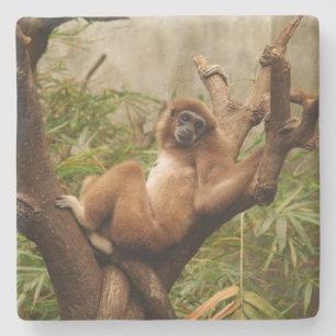 Posavasos De Piedra Monkey Square