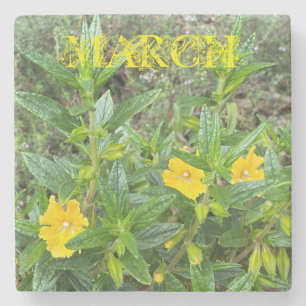 Posavasos De Piedra Monkeyflowers de marzo