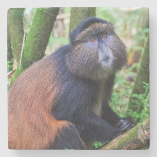 Posavasos De Piedra Mono dorado, Ruanda