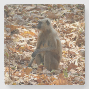 Posavasos De Piedra Mono en temporada seca