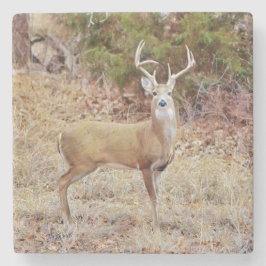 Posavasos De Piedra Monstruo de arte Buck Wild Deer