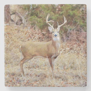 Posavasos De Piedra Monstruo de arte Buck Wild Deer