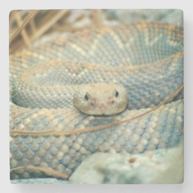 Posavasos De Piedra Monstruo de bebida de Rattlesnake (Anverso)