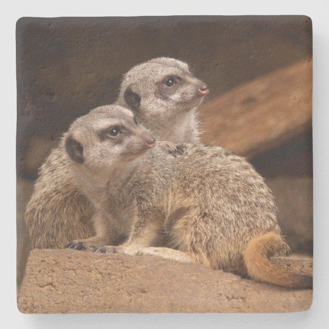 Posavasos De Piedra Monstruo de la Plaza Meerkat (Anverso)