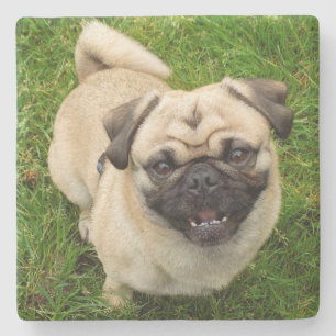 Posavasos De Piedra Monstruo de piedra de Pug
