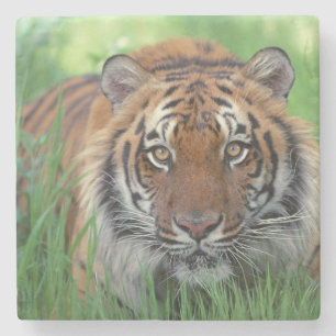 Posavasos De Piedra Monstruo de piedra de tigre