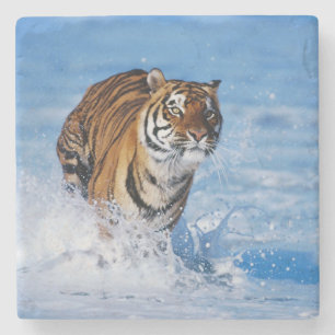 Posavasos De Piedra Monstruo de piedra de tigre