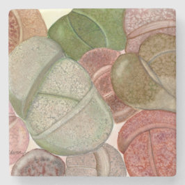 Posavasos De Piedra Montaña de piedra de piedras vivientes (lithops)