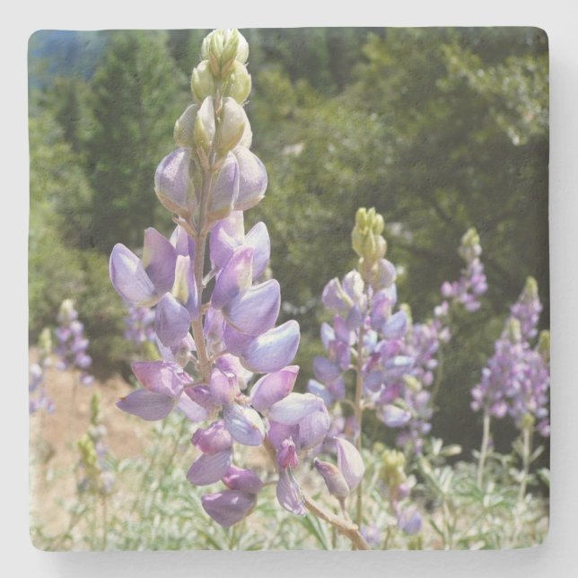 Posavasos De Piedra Montaña Lupins en Yosemite (Anverso)