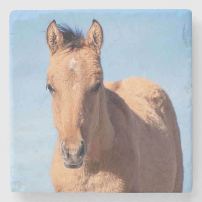 Posavasos De Piedra Montaña Pryor Wild Mustang Foal (Anverso)