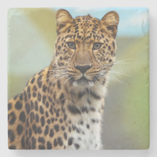Posavasos De Piedra Montaña rusa de leopardo