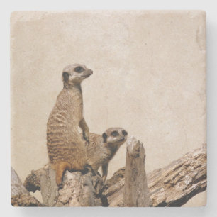 Posavasos De Piedra Montaña rusa única de Meerkat