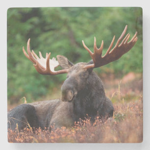 Posavasos De Piedra Moose