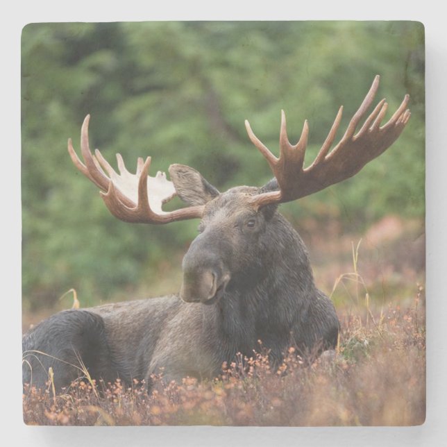Posavasos De Piedra Moose (Anverso)