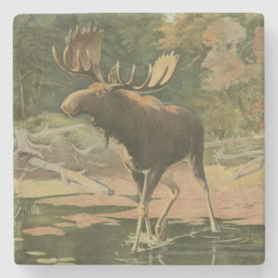 Posavasos De Piedra Moose caminando en el agua