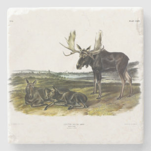 Posavasos De Piedra Moose Deer (Moose - Alces alces) de Audubon