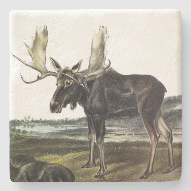 Posavasos De Piedra Moose Deer (Moose - Alces alces) de Audubon (Anverso)