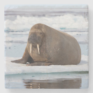 Posavasos De Piedra Morsa descansando sobre hielo, Noruega