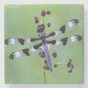 Posavasos De Piedra Mosca de dragón encaramada sobre césped, Canadá