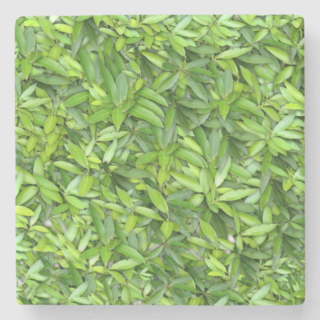 Posavasos De Piedra Muchas hojas verdes hermosas  (Anverso)