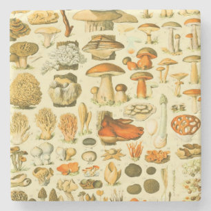 Posavasos De Piedra Mushroom Vintage Toadstool Ilustracion antiguo
