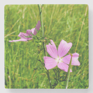 Posavasos De Piedra Musk-mallow