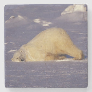Posavasos De Piedra NA, Canadá, Manitoba, Churchill, oso polar