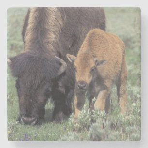 Posavasos De Piedra NA, EE. UU., Wyoming, Parque Nacional Yellowstone.