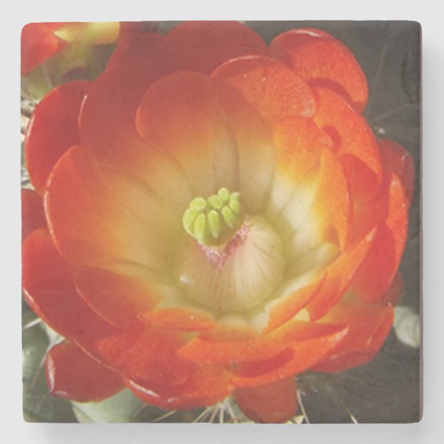 Posavasos De Piedra Naranja cactus (Anverso)