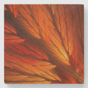 Posavasos De Piedra Naranja Feathery Fractal Square Stone Coaster