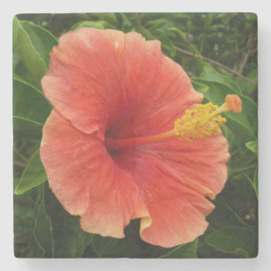 Posavasos De Piedra Naranja Hibiscus Flower Tropical Floral