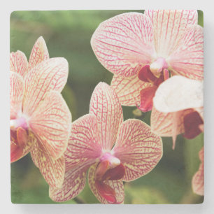 Posavasos De Piedra Naranja Orquídea Híbrida, Sudáfrica