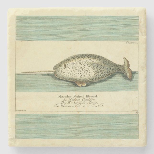 Posavasos De Piedra Narwhal Antiguo Whale Watercolor Arte Científico (Anverso)