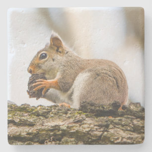 Posavasos De Piedra Naturaleza de la ardilla de los bosques