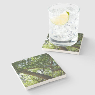 Posavasos De Piedra Naturaleza verde del árbol de Sycamore