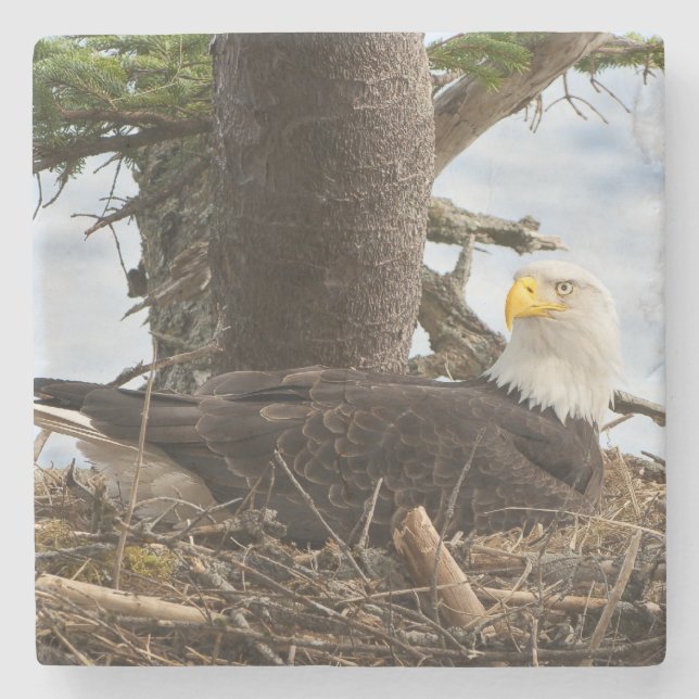 Posavasos De Piedra Nesting Bald Eagle (Anverso)