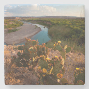 Posavasos De Piedra Nopal (Opuntia Sp.)