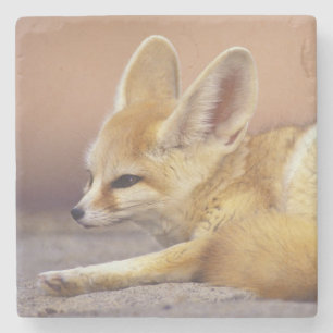 Posavasos De Piedra Norte de África. Feneco Fennecus zerda)