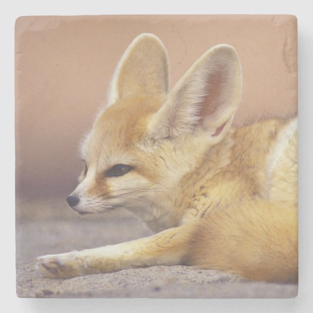 Posavasos De Piedra Norte de África. Feneco Fennecus zerda) (Anverso)