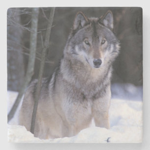 Posavasos De Piedra Norteamérica, Canadá, Canadá Oriental, Lobo gris