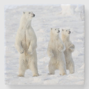 Posavasos De Piedra Norteamérica, Canadá, Manitoba, Churchill. 5