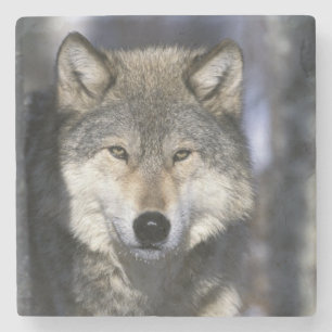 Posavasos De Piedra Norteamérica, EE. UU., Minnesota. Lobo Canis